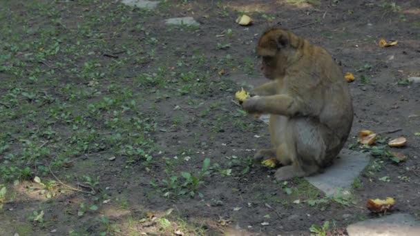 Maschio scimmia mangia e foglie — Video Stock