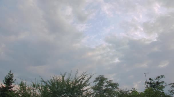 A Floresta Nuvens e Árvores — Vídeo de Stock