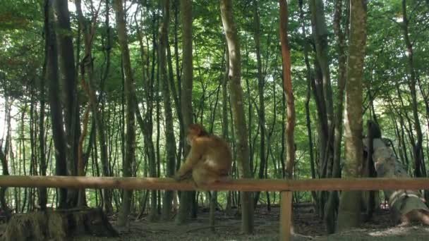 Singe sauvage dans la forêt — Video