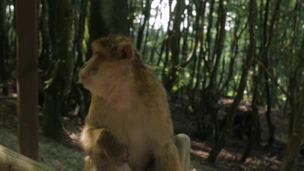 De hand voedt een aap — Stockvideo