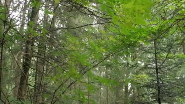 Tűlevelű erdő és magas fák — Stock videók