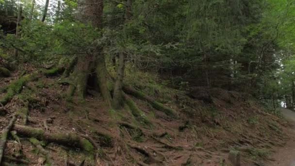Grands arbres dans la forêt de conifères 