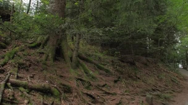 Árvores altas na floresta de coníferas — Vídeo de Stock