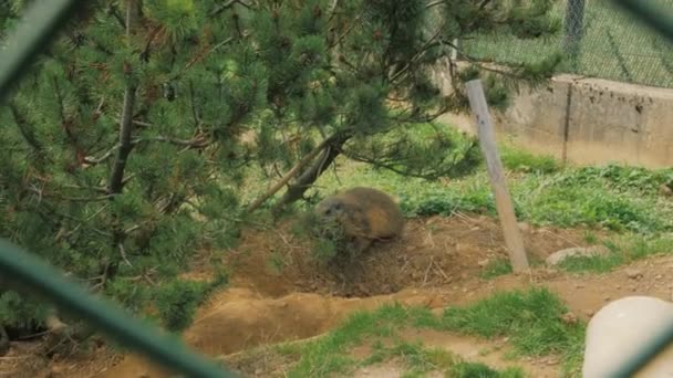 The Marmot Dalam The Burrow — Stok Video