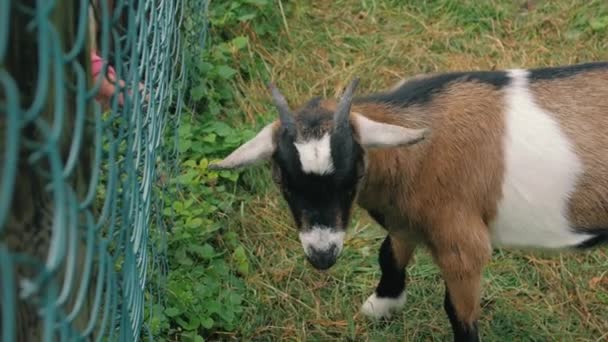 La chèvre et la chèvre Bovins 