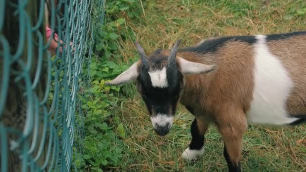 The Goat And Goatling Cattle — Stock video