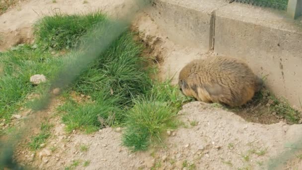 La marmota en busca de comida — Vídeos de Stock