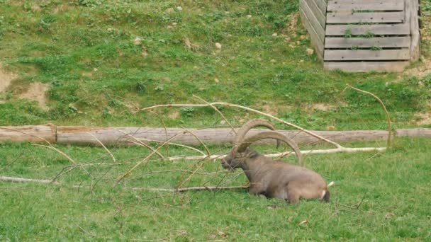 Το άγριο βουνό Ibex ξεκουράζεται — Αρχείο Βίντεο