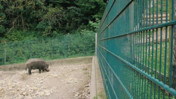Cerdo salvaje buscando comida — Vídeo de stock