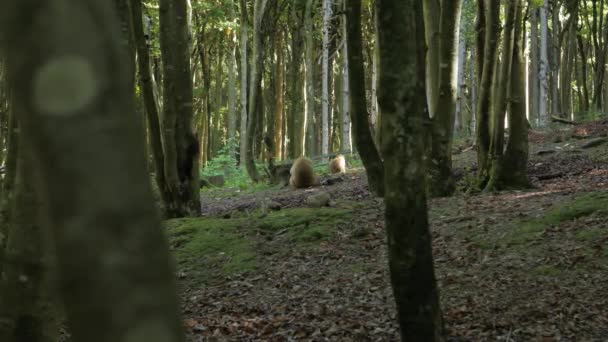 Monos salvajes comen en el bosque — Vídeo de stock