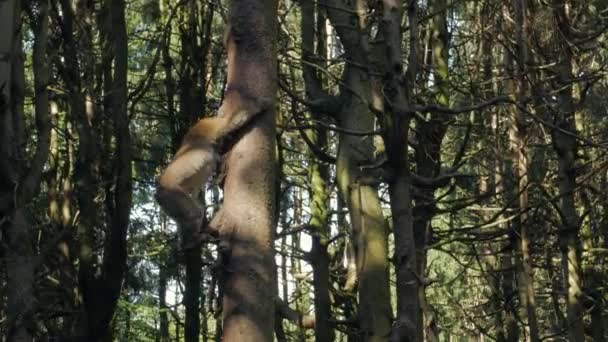 木からの猿の登り — ストック動画