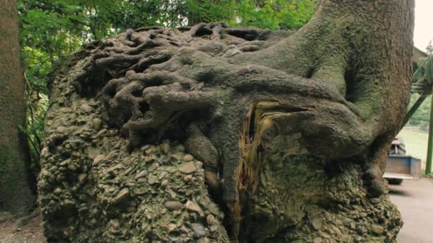 El árbol crece desde la piedra — Vídeos de Stock