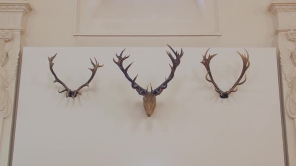 Deer Head And Horns Trophy — Stock Video