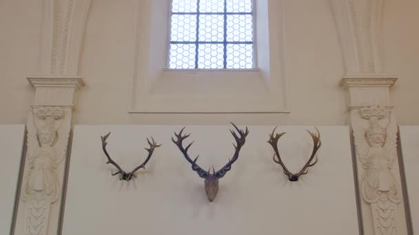 Głowa trofeum jelenia i rogi — Wideo stockowe