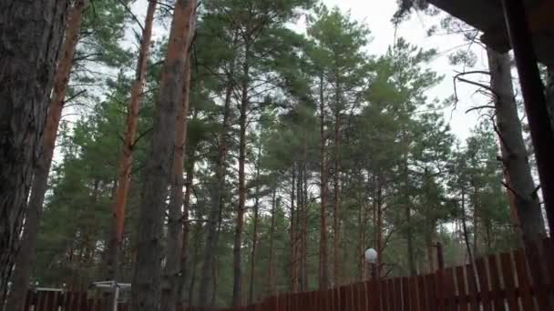 Штормові дерева в лісі — стокове відео