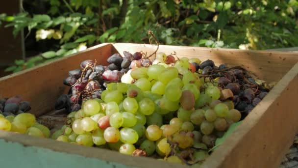 Гнилые плоды винограда — стоковое видео