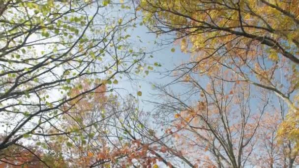 Menina feliz anda Autumn Park — Vídeo de Stock