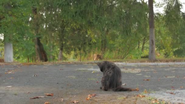 Obdachloser Katzenporträt — Stockvideo