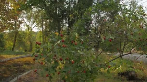 Rozenbottel Fruit Bush — Stockvideo