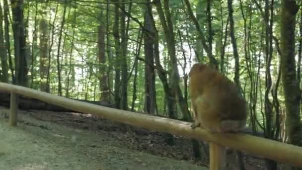 Macaco sobe na floresta — Vídeo de Stock