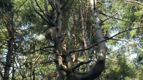 Monkey Climbs On A Tree — Stock Video