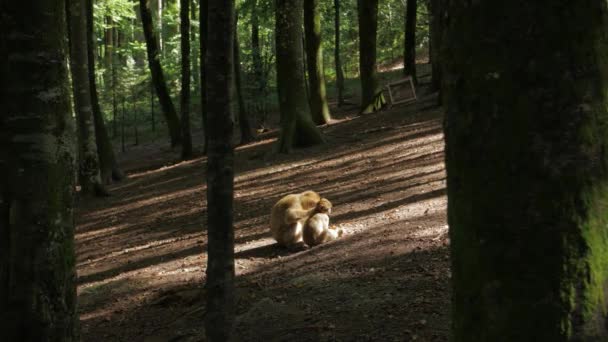 Affenweibchen putzt ein Baby — Stockvideo