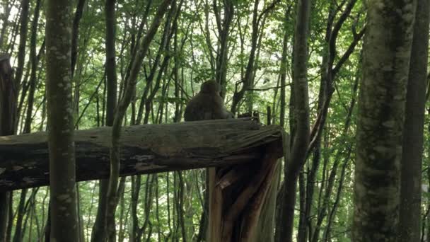 Mono en el bosque en árbol — Vídeos de Stock