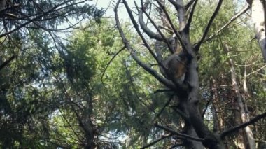 Monkey Sleeping On A Tree