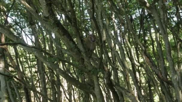 Μαϊμού σε δέντρο στο δάσος — Αρχείο Βίντεο