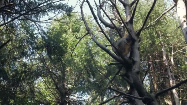 Singe dormant sur un arbre 