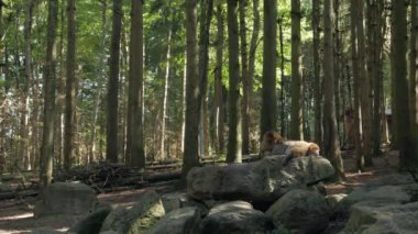 Maymunlar Ormanda Pireleri Temizler