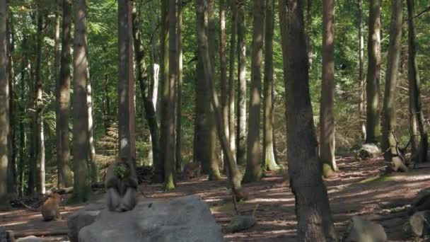 Los monos comen en el bosque — Vídeo de stock