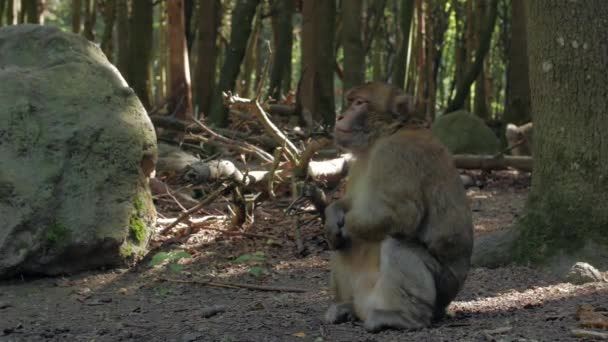 O macaco senta-se e parte — Vídeo de Stock