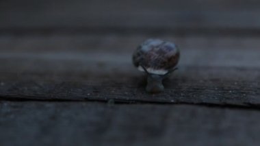 Salyangoz Geceleyin emekliyor