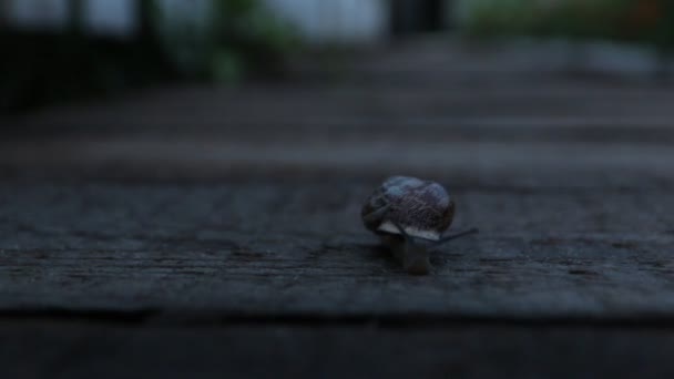 Escargot rampant la nuit 