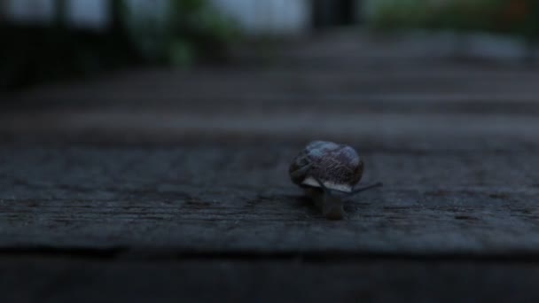 Caracol rastejando à noite — Vídeo de Stock