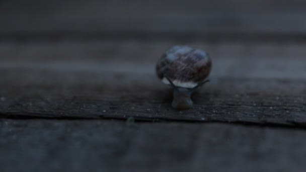 Escargot est rampant la nuit 