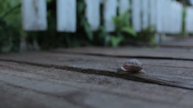 Akşamları salyangoz sürünür