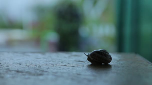 Snail Looks Out Of The Shell — стоковое видео