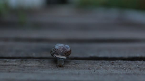L'escargot rampe le soir 