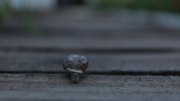 Die Schnecke kriecht abends — Stockvideo