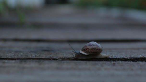 O caracol rasteja à noite — Vídeo de Stock