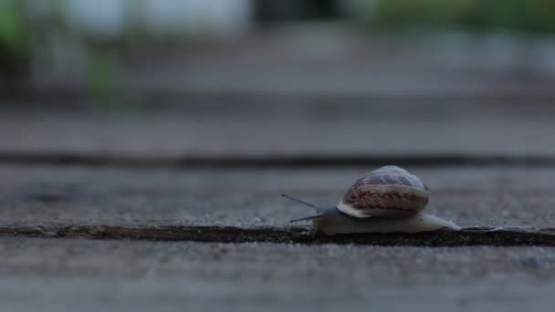 The Snail Crawls Slime — Stock Video