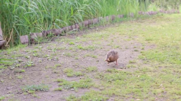 Eend eten brood — Stockvideo