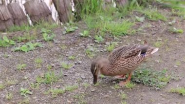 Duck In The Pasture