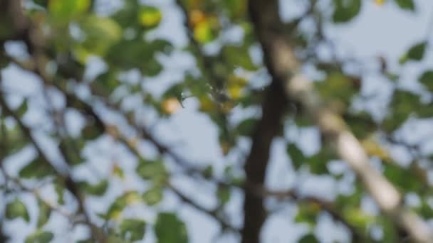 Drone derrière les arbres 