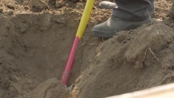 Workers Digging With Shovels — Stock Video