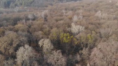 Kuru Ağaçlar Ormanı Hava