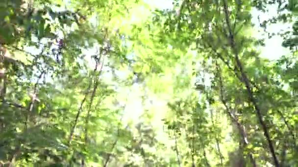 Mädchentraining im Wald — Stockvideo