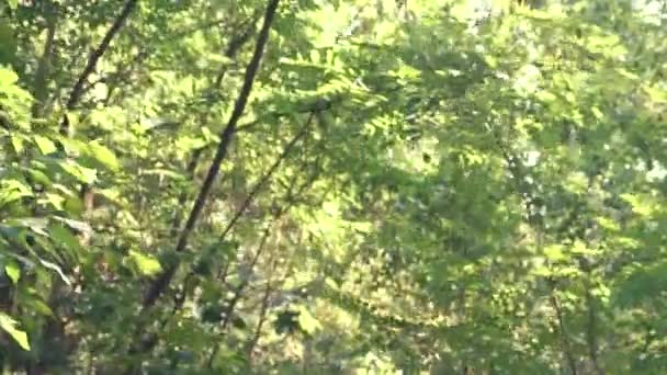 Dívka jogging v lese — Stock video